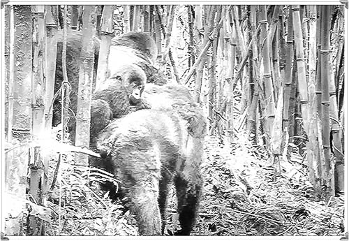 gorilla and baby sketch rwanda