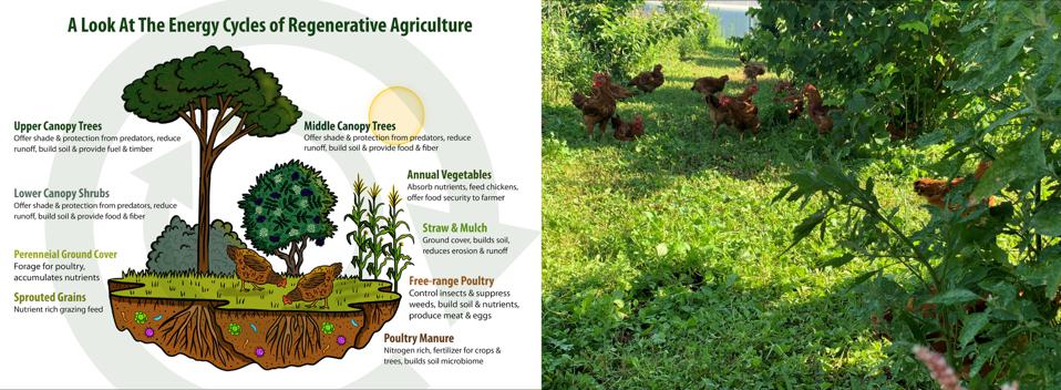 Diagram of Regenerative Agriculture alongside chickens foraging under a hazelnut and elderberry canopy